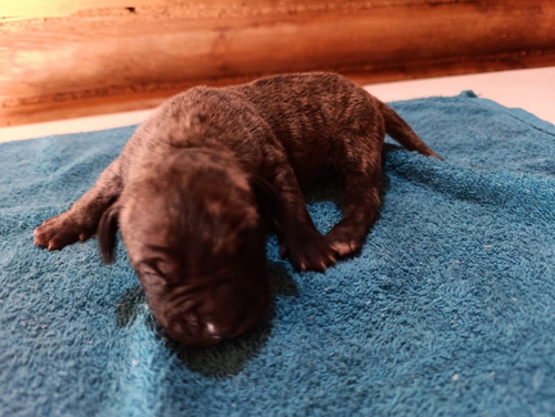 Venta De Cachorros Presa Canario