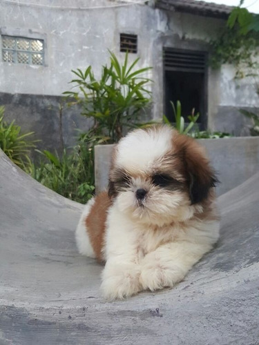 Cachorros Shih Tzu Perros En Venta Shitzu Manizales Pets Dog