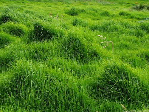 Semillas De Pasto Kikuyo White, Variedad Certificada 28 Kg