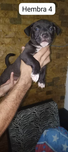 Cachorros Pitbull Excelente Genética 