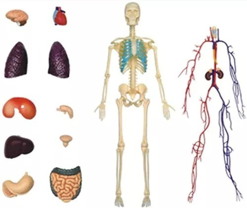 4d Vision Human Anatomy Modelo Torso Humano Medio 626203