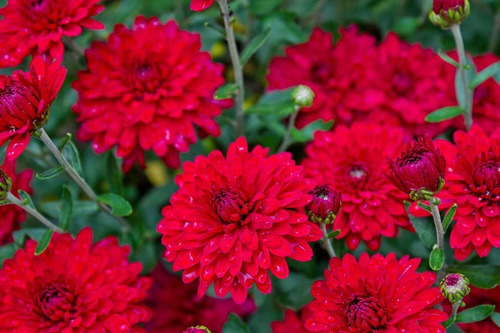  50 Semillas De Flor De Crisantemo Rojo 