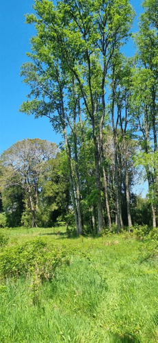 Parcelas A 2 Minutos Del Lago Rupanco, Acceso A Rio