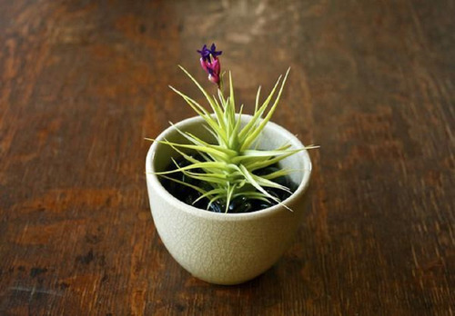 1 Muda Tillandsia Aeranthos + 1 Muda De Tillandsia Recurvata