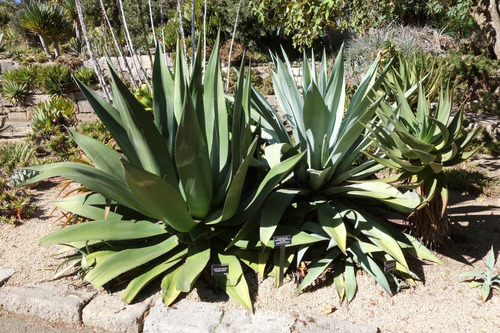 200 Semillas De Agave Salmiana