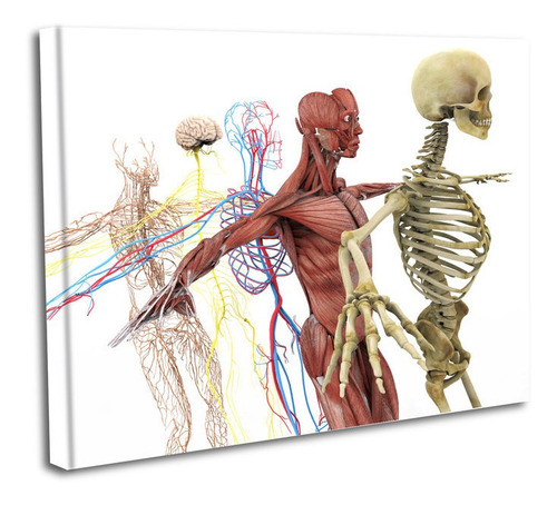 Cuadro Lienzo Canvas 60x80cm Anatomia Humana Partes Cuerpo