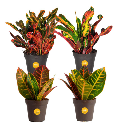 Plantas Vivas Angel Croton Pack 4 Para Interior Y Exterior F