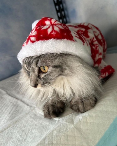 Abrigo Mascota Calentito Estilo Navideño (chico) Rojo