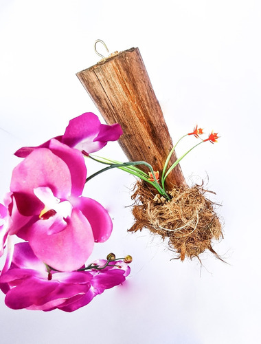 Tronco Para Orquídea E Plantas + Fibra De Coco Xaxim. | Parcelamento sem  juros