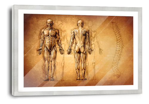 Marco De Poliuretano Con Poster Cuerpos Anatomia 45x70cm