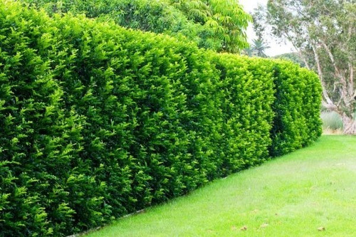 20 Sementes Murta De Cheiro Murraya Paniculata Planta Rara