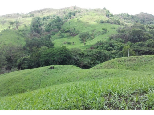 Granja Avicola Ganadera Minera Tinaquillo, Negociable