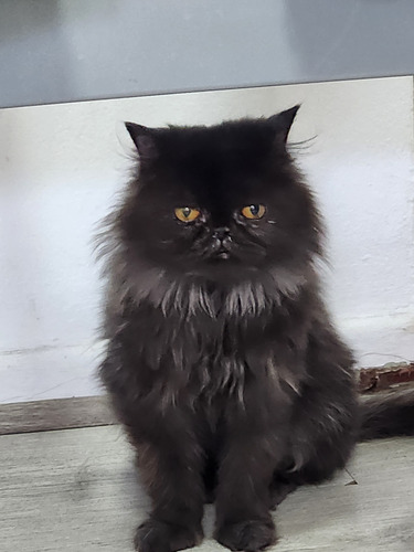Ultima Gatita Hembra Persa Benkatsen Cattery