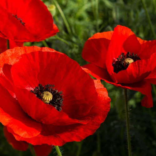 Semillas De Amapola