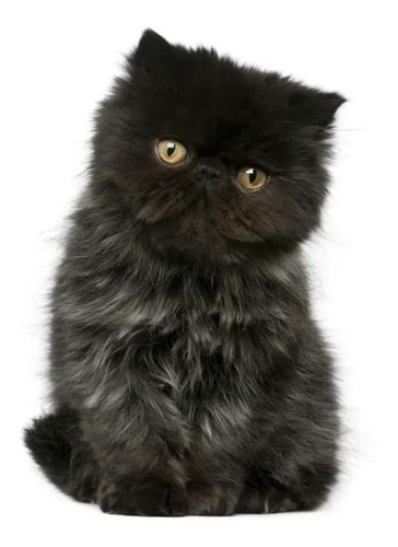 Imagen 1 de 3 de Gato Persa Negro