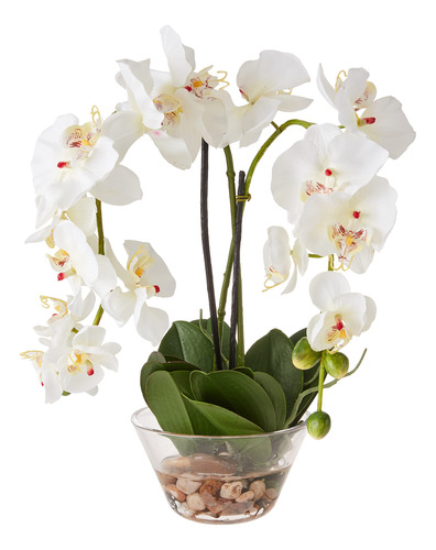  Alegre Phalaenopsis En Jarron Vidrio 