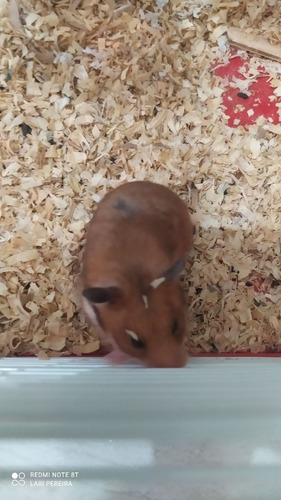 Imagem 1 de 3 de Hamster + Duas Gaiolas
