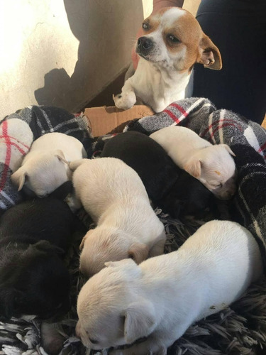 Chihuahuas Miniatura Machos