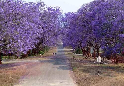 Jacaranda Azul Mimosifolia De Jacaranda Semillas De Arbol 20