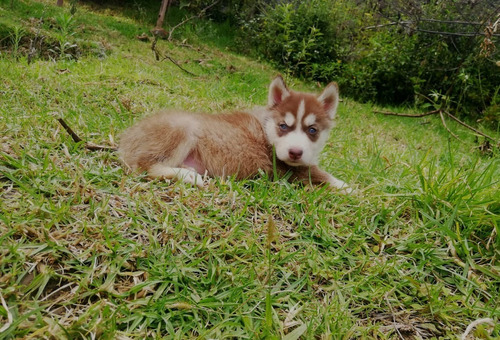 Cachorros Pomsky Mini Lobo Perros En Venta En Armenia 