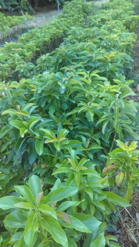 Plantas De Aguacate Injertado Excelentes Variedades