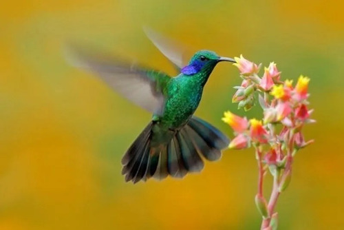 Imagen 9 de 9 de Alimento Nectar Picaflor Colibri Exzootix + Bebedero Kit