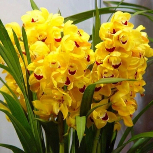 10 Semente Orquídea Cymbidium Amarela Linda Planta Rosa