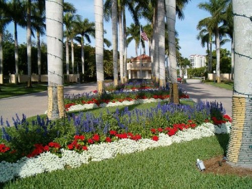 Imagem 5 de 8 de 50 Sementes De Alisso Branco Flor De Mel Alyssium Para Mudas