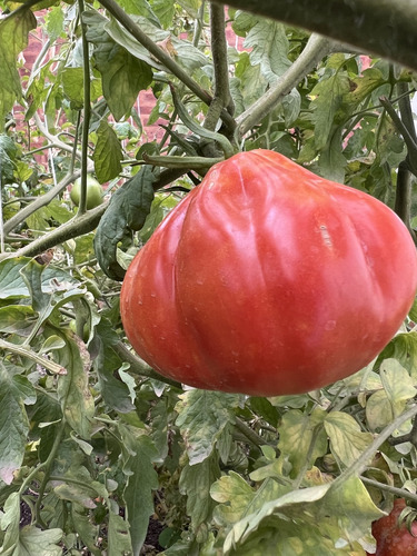 Semillas De Tomate Goldman's Italian American (solanum Lycop