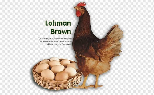 Gallinas Ponedoras Lohmann Brown De 1 Mes.