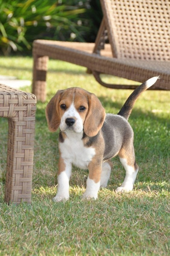 Cachorrito Beagle Puppy Bigol Perrito