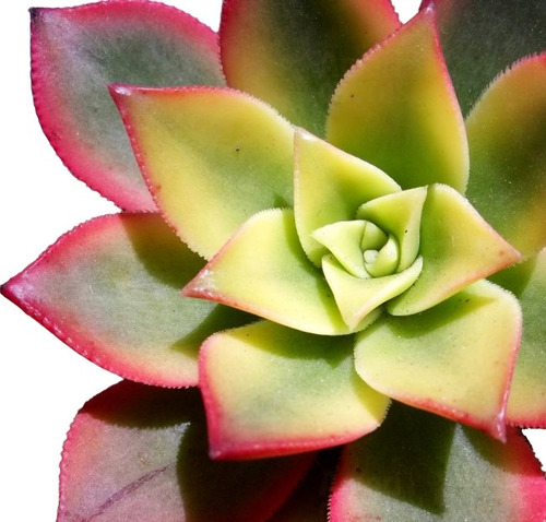Suculenta Aeonium Haworthii Kiwi Com 3cm A 10cm