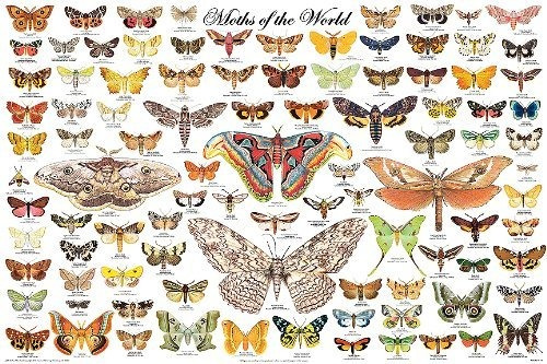 Póster De Las Polillas Del Mundo Lepidoptera Giant Peacock 