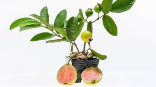 Guayaba Árbol Frutal - Exc. Calidad . Vivero Hab. X Senasa