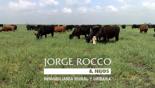 Ranchos, 69 Has. Mixto Con Mejoras