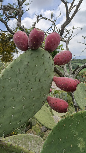 300 Semillas Nopal Tunero, Tuna Roja Opuntia Ficus, Nv