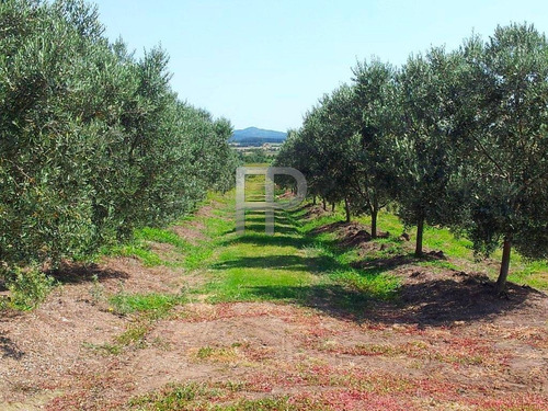 Imagen 1 de 9 de Campo En Venta Pan De Azúcar 60 Hectáreas