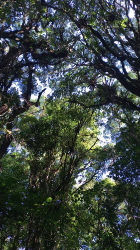Area No Recreio Da Serra, Próximo De Curitiba