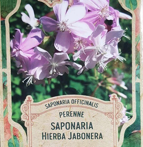 Pack Semillas Saponaria Hierba Jabonera Peren X 100 Semillas