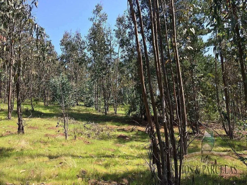 F-190 Valle Alegre, Quintero, 20.000m2