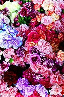 100 Piezas De Semillas De Clavel Mixto Flores Flores Hermosa