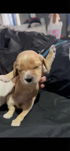 Cachorra Cocker Spaniel