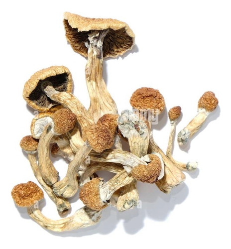 Albino (p. Cubensis) Dried - g a $25000