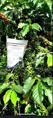 Verdadero X Kilo Syngenta