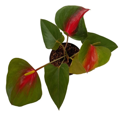 Anturio Rojo/verde Hoja Flor