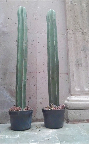 Cactus De Decoración, C. Órgano (pachycereus Marginatus) 1m