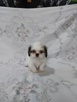 Comprar Hermoso Cachorros Shitzu 400$