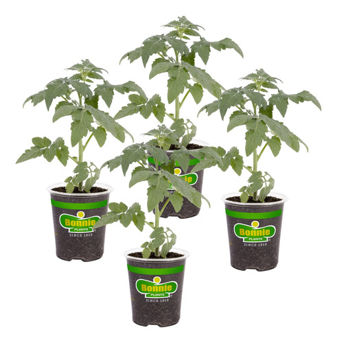 Bonnie Plants Park's Whopper - Tomate Mejorado, 19.3 Onzas, 