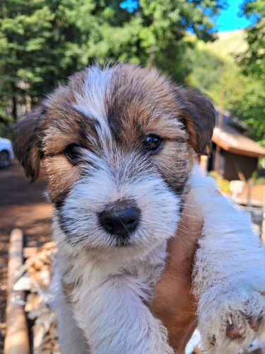 Jack Russell Terrier (inscrito Y Pedigree De Campeones)