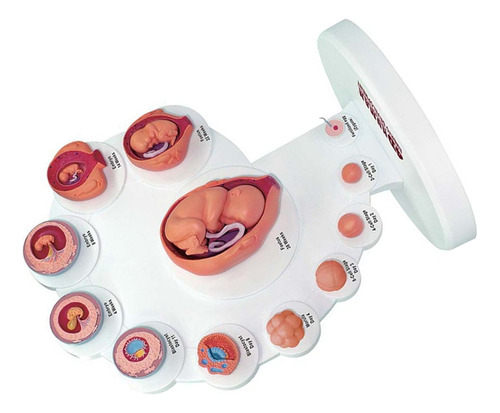 Modelo Anatómico De Desarrollo Embrionario Humano 4d, Crecim